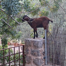 Another climbing goat